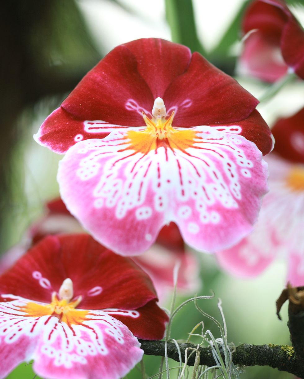 red and pink miltonia pansy orchids