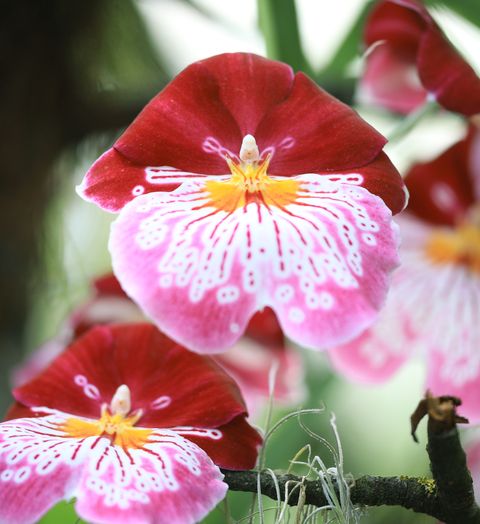 red and pink miltonia pansy orchids