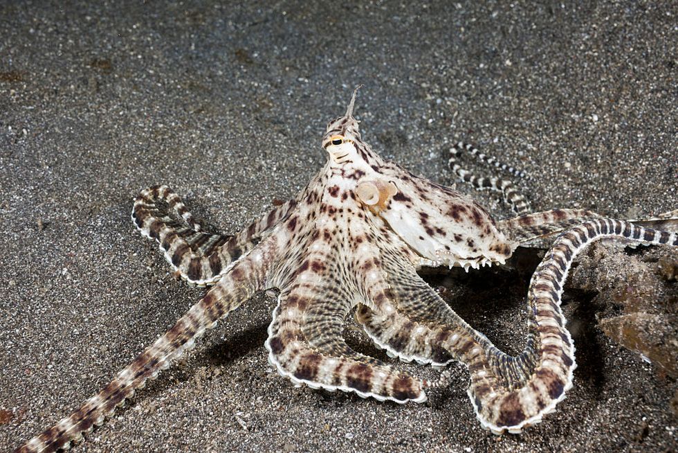 mimic octopus, thaumoctopus mimicus, lembeh strait, north sulawesi, indonesia