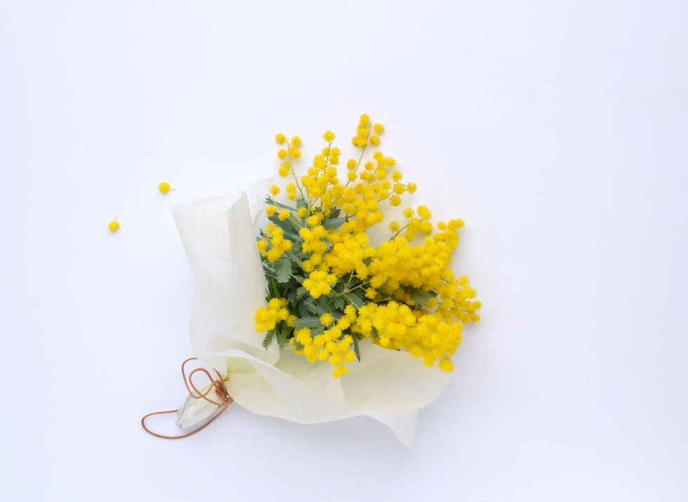 mimosa bouquet on white background