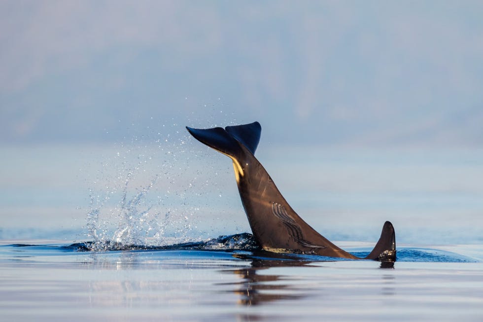 Orca with bite marks