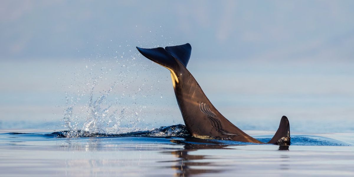 With the exception of humans, menopause only occurs in killer whales – but why?