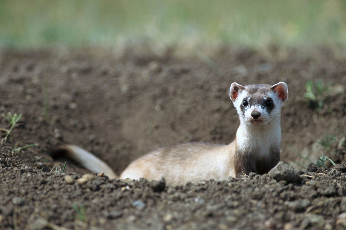 Een zwartvoetbunzing in Fort Belknap Indian Reservation in de staat Montana Er zijn in het wild waarschijnlijk minder dan vijfhonderd van deze dieren over en er komt binnen de soort veel inteelt voor Wetenschappers hebben een bunzing die tientallen jaren geleden stierf gekloond om te proberen meer diversiteit binnen de soort te brengen