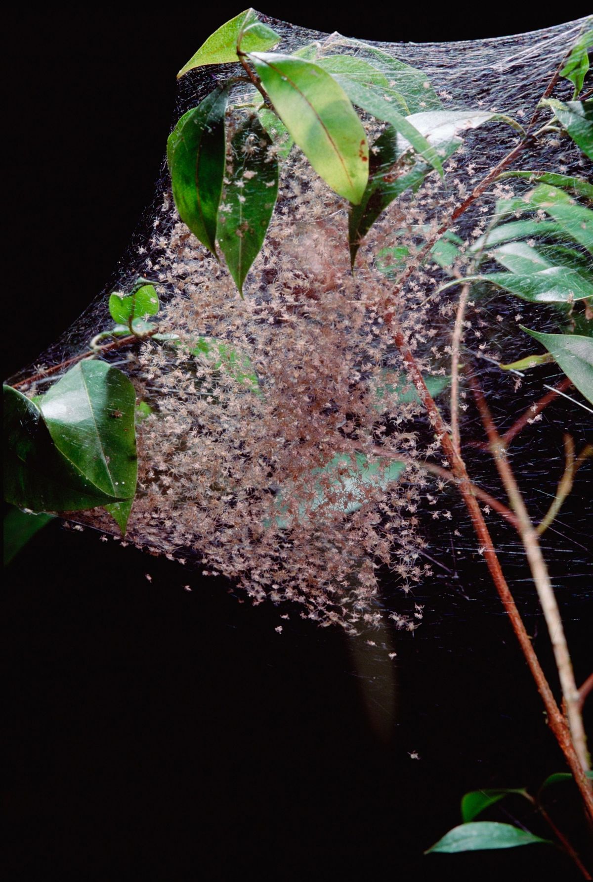 Deze kleine ZuidAmerikaanse spinnen hier op de foto in Brazili kunnen webben maken van tien meter lang