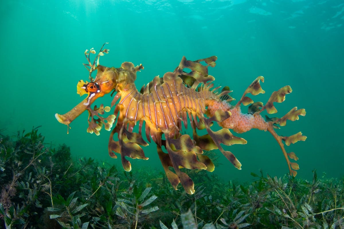 De voorplantingsmethoden van deze dieren zijn… anders