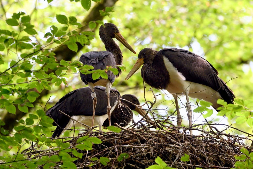 In het Parc National de Forts zijn veel zeldzame en beschermde soorten te vinden waaronder de zwarte ooievaar