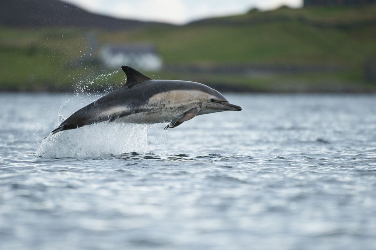 Een gewone dolfijn dartelt in Schotse wateren Onderzoekers hebben voor het eerst waargenomen hoe een solitaire dolfijn genaamd Kylie in het wild lijkt te praten als een bruinvis