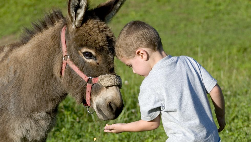 mini donkey good pet