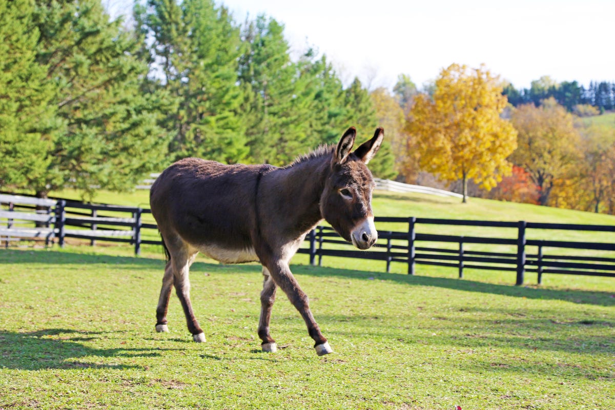 Mini Donkeys As Pets - Do Mini Donkeys Make Good Pets?