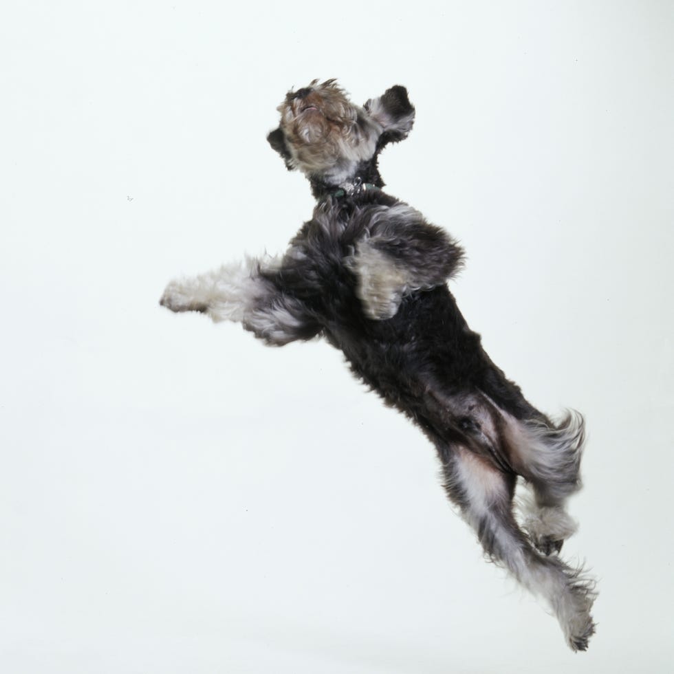 12 Easiest Dogs to Train - Miniature Schnauzer 12 easiest dogs to train miniature schnauzer