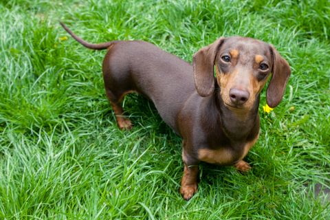 a miniature dachshund standing in long grass