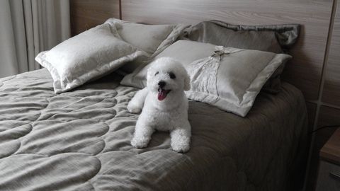 Bichon Frise Resting On Bed At Home