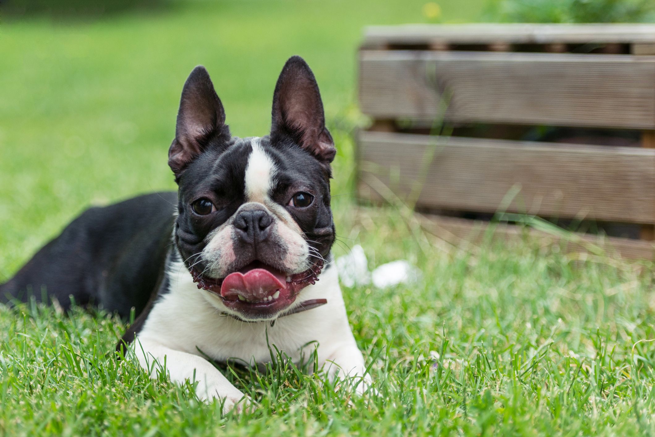 are boston terriers small breed dogs