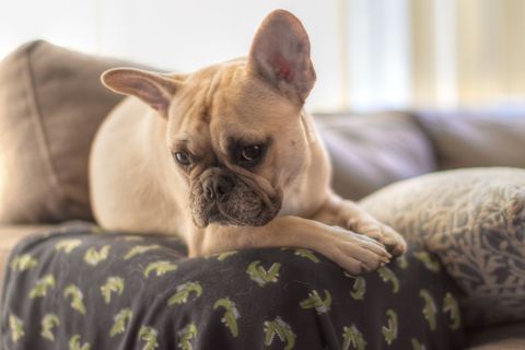 Close-Up Of French Bulldog Sitting On Sofa