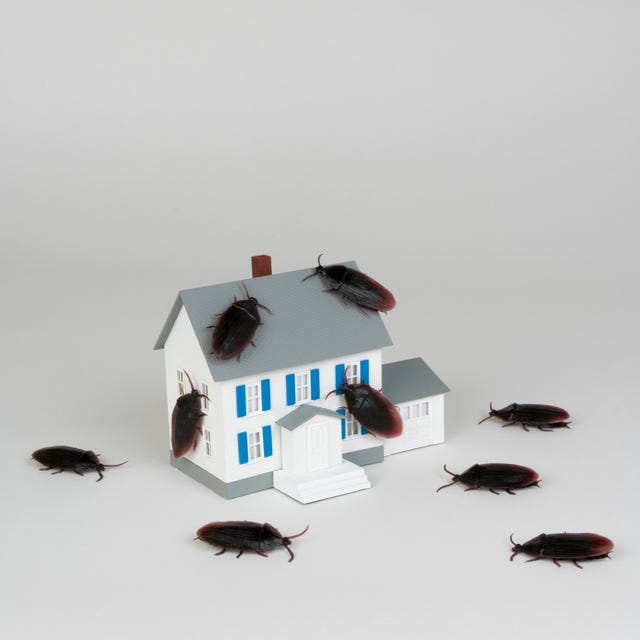 how-to-keep-cockroaches-out-of-your-home