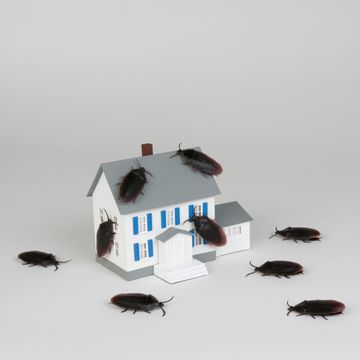 miniature house and cockroaches