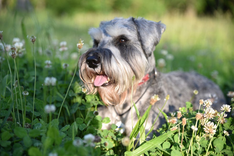 10 Most Popular Small Dog Breeds Perfect For Limited Space