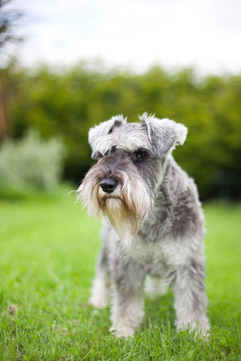 miniature schnauzer in garden