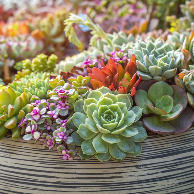 https://hips.hearstapps.com/hmg-prod/images/miniature-succulent-plants-royalty-free-image-1676674958.jpg?crop=0.642xw:1.00xh;0.0584xw,0&resize=640:*