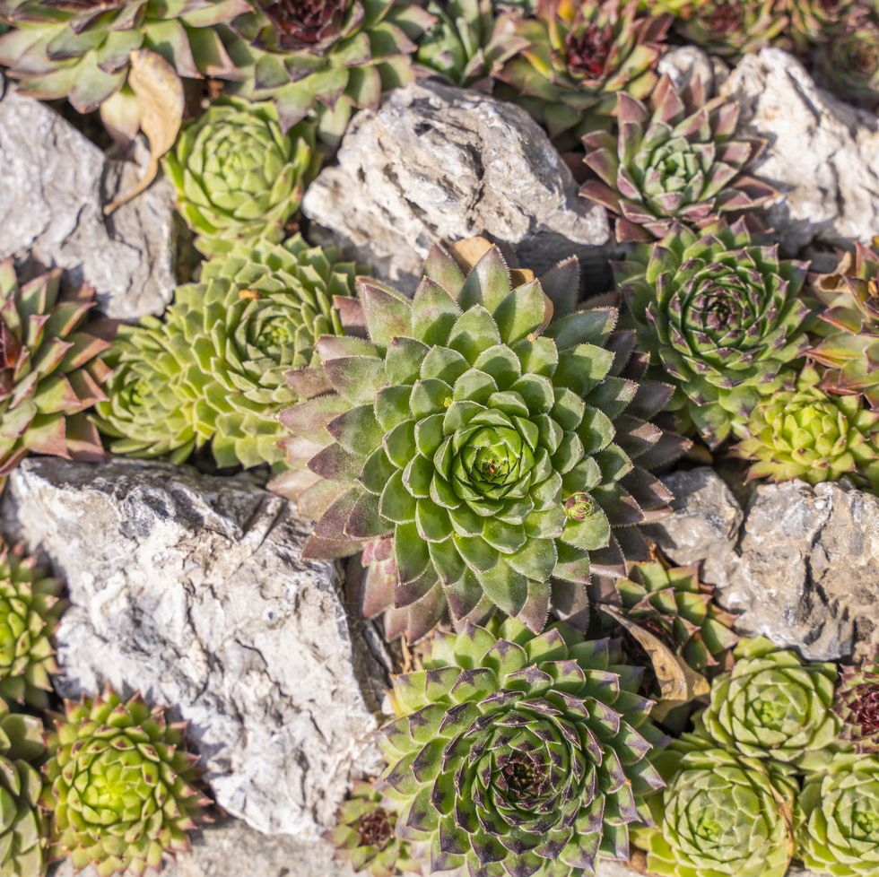 miniature succulent plants