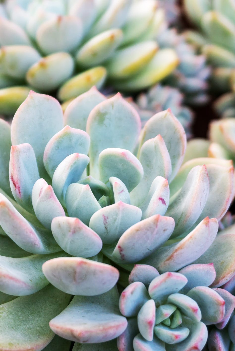 Minima Blue Hen and Chicks Flor suculenta minima galinha azul e pintinhos flor suculenta