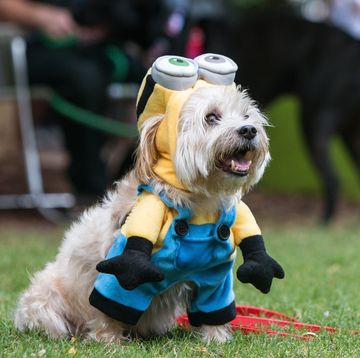minions dog costume
