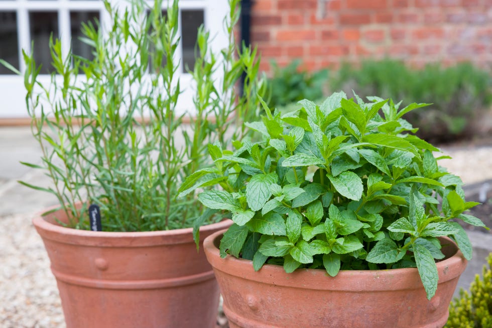 fresh herbs, mint and french tarragon, growing in terracotta pots in a uk garden