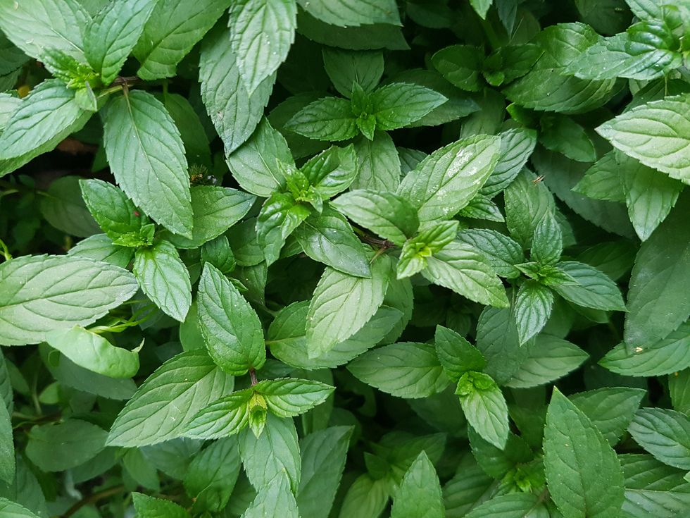 Mint green plants