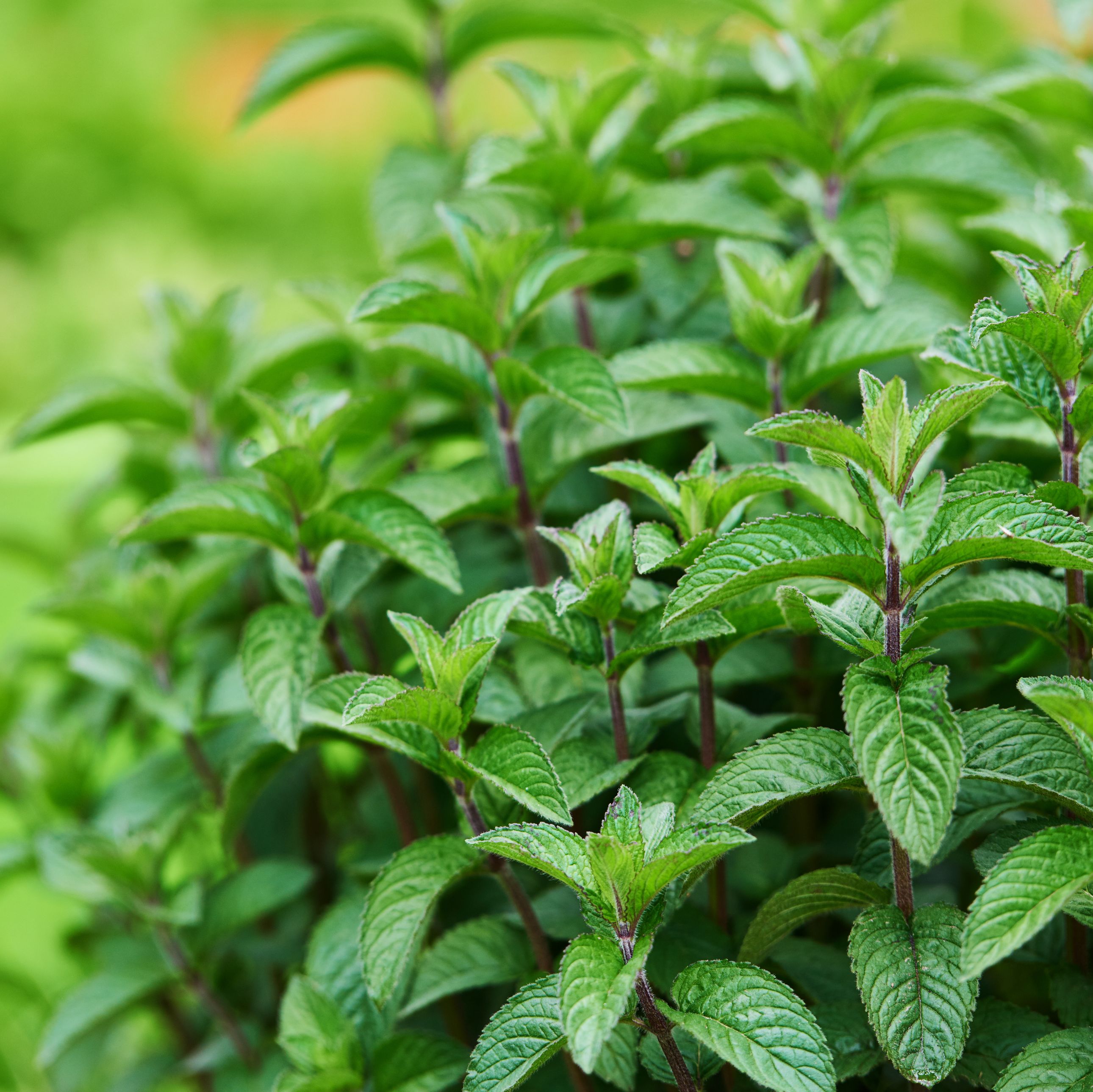 how to grow mint - tips for growing peppermint