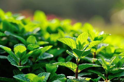 mint plant grow at vegetable garden