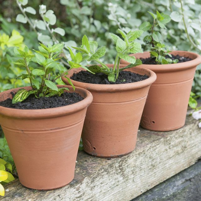 Mint plants in terracotta pots