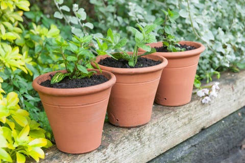 mint plants in terracotta pots