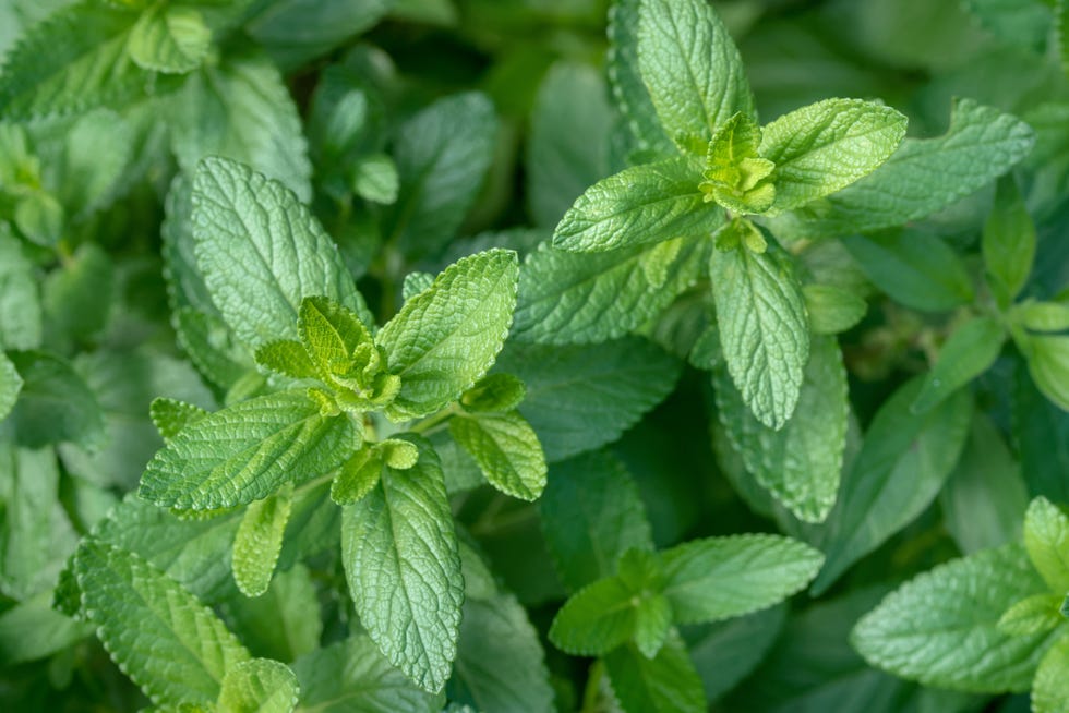 mint plants