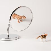 Self-confidence concept with cat in mirror
