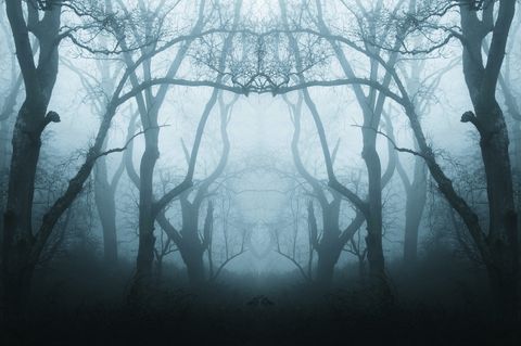 a mirrored, duplicate effect of a spooky, eerie forest in winter, with the trees silhouetted by fog with a muted, blue edit