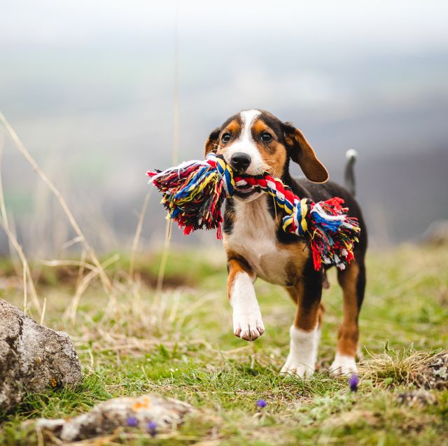 https://hips.hearstapps.com/hmg-prod/images/mischief-mixed-breed-puppy-holding-a-colorful-toy-royalty-free-image-1696947114.jpg?crop=0.670xw:1.00xh;0.220xw,0&resize=640:*