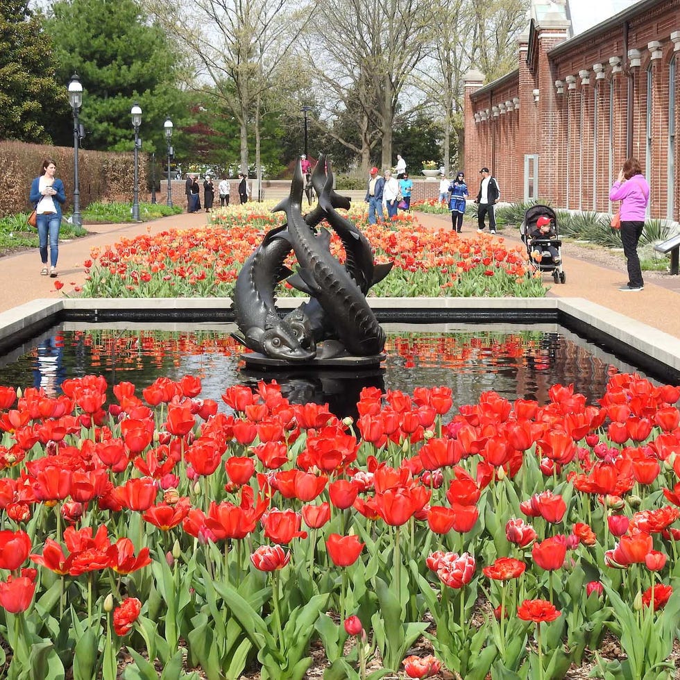 visitors admire the tulip display in the swift family garden on a sunny spring morning