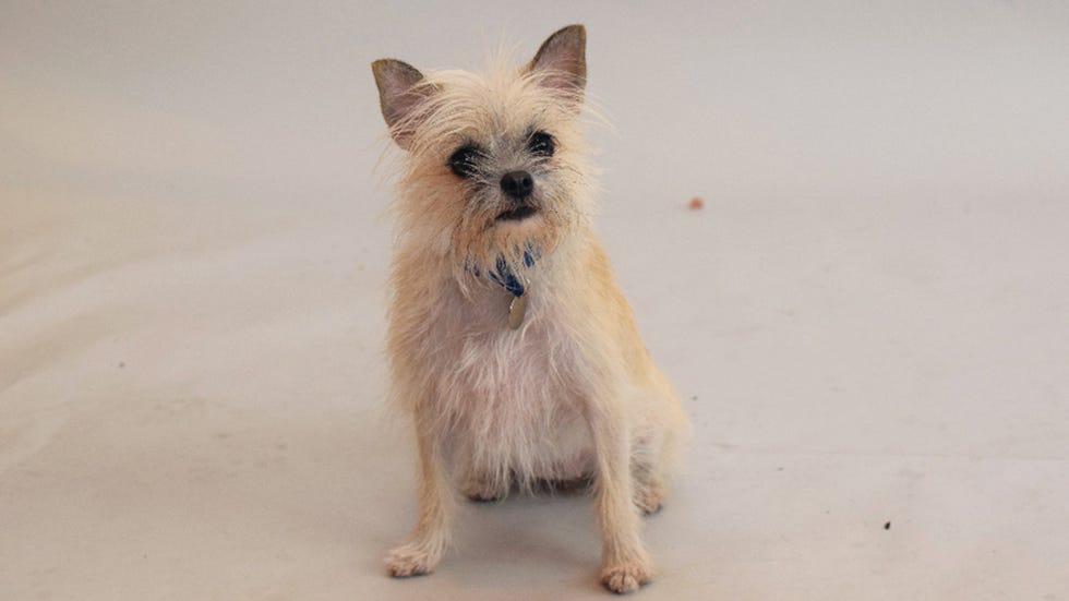Battersea Dogs & Cats Home dog for adoption 