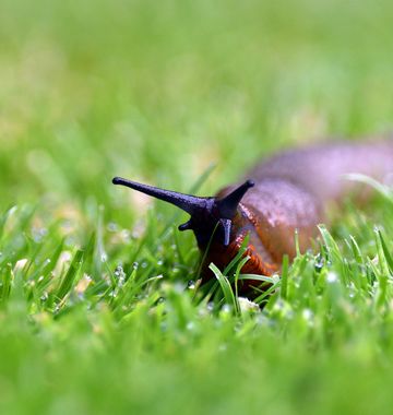 mistake making your garden a slug magnet