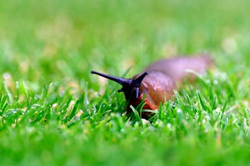 babosas en el jardín