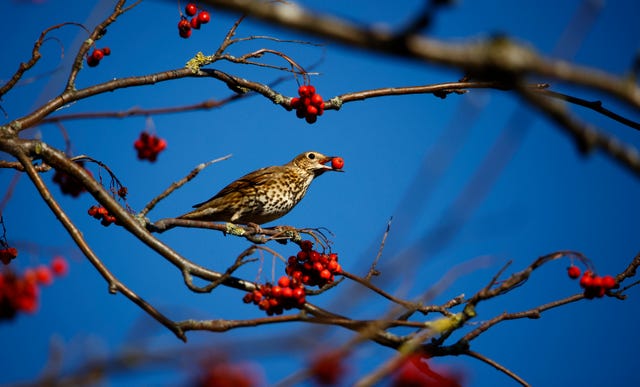 Is There a Blue Colored Cardinal Bird? - Birds and Blooms