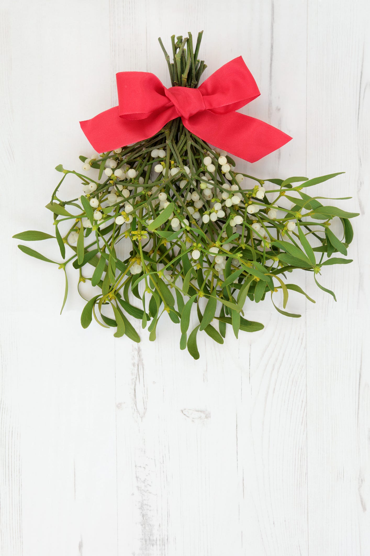 14 Best Christmas Plants and Flowers - Traditional Christmas Plants to Gift