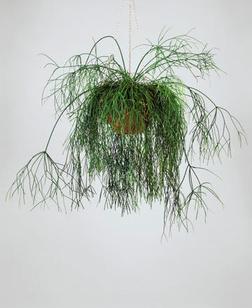 rhipsalis baccifera, también llamada disciplinaria de cuba o cactus muérdago