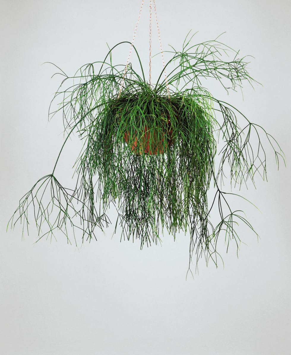 Mistletoe cactus, Rhipsalis baccifera