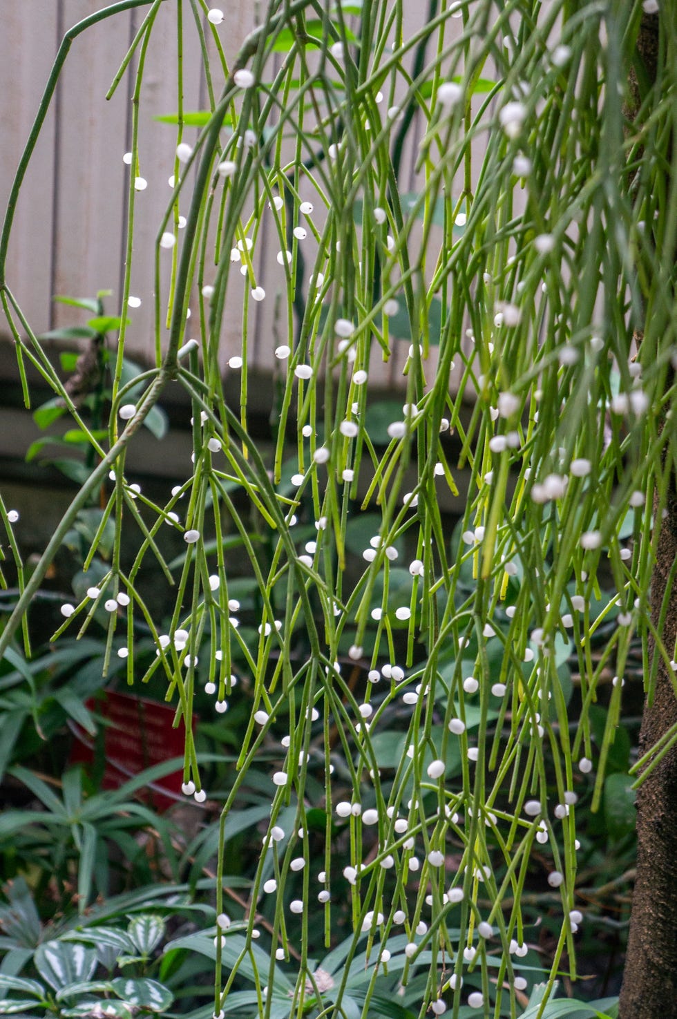 Mistletoe cactus, Rhipsalis baccifera with white translucent berries