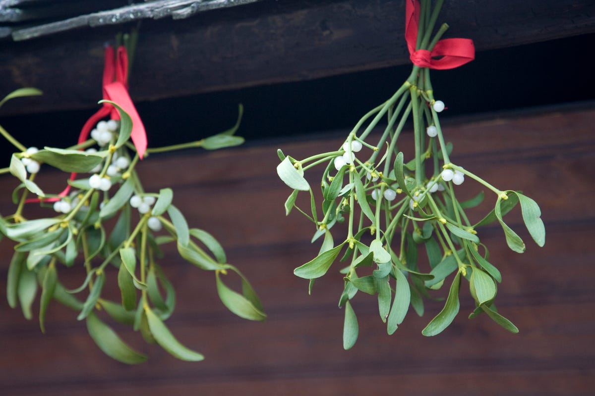 Where To Buy Mistletoe 2019 - Where To Find Fresh Mistletoe