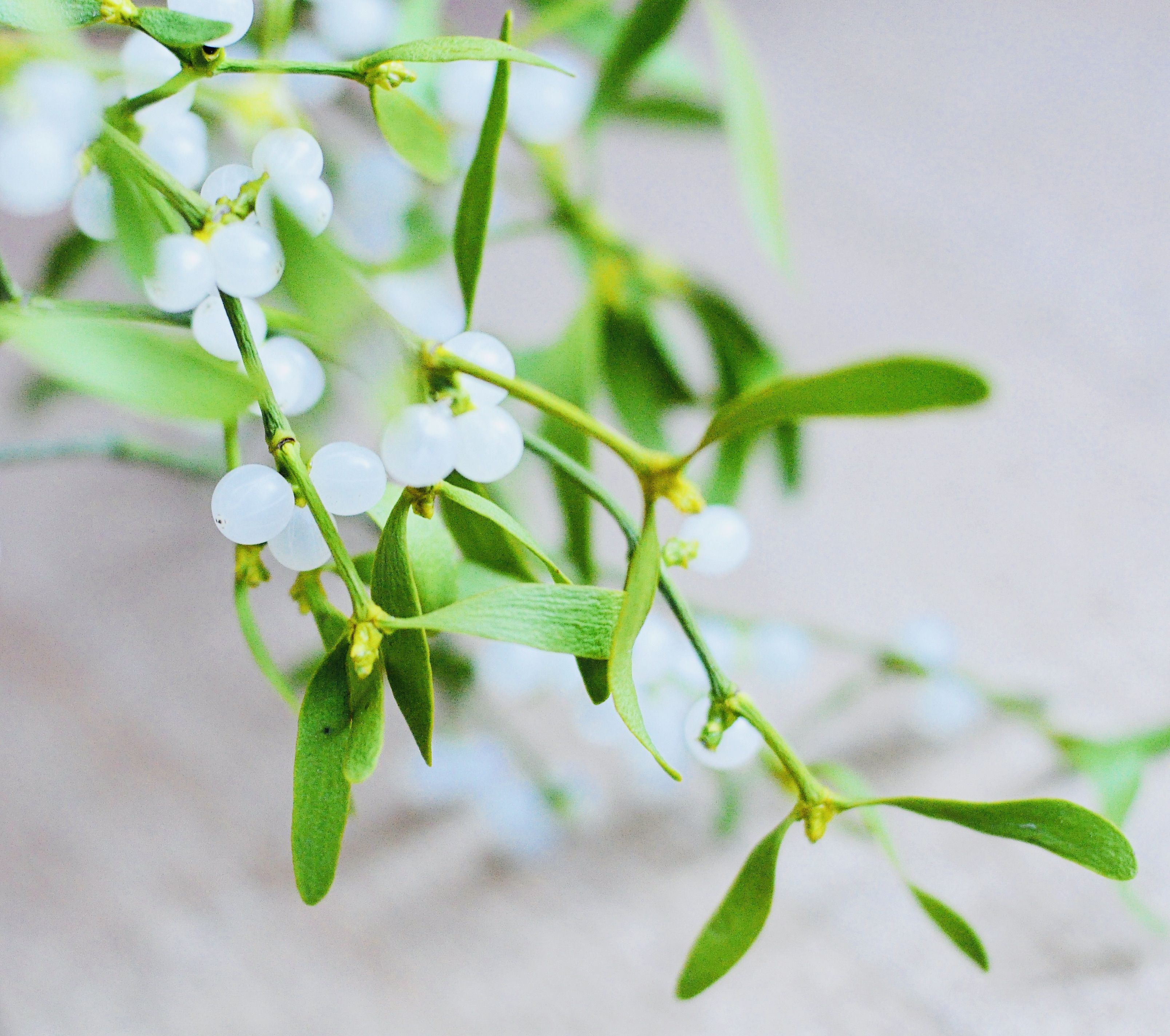 Is mistletoe store toxic to dogs