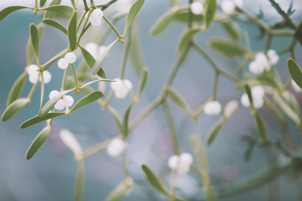 Mistletoe ( Viscum album ) with white berries