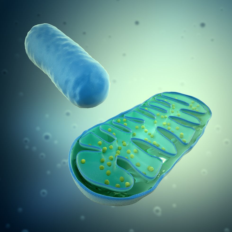 mitochondria, artwork