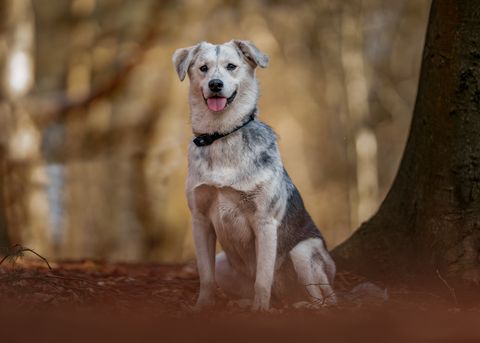 mixed breed dog - siberian retriever